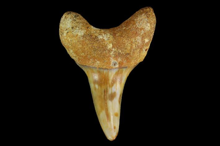 Colorful White/Mako Shark Tooth Fossil - Sharktooth Hill, CA #114047